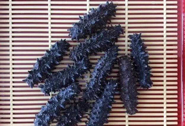 带您了解世界海参,你知道全球有多少种鲨鱼吗