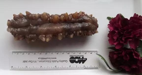 海参有上千种都是一样的吗,全世界海参有多少品种