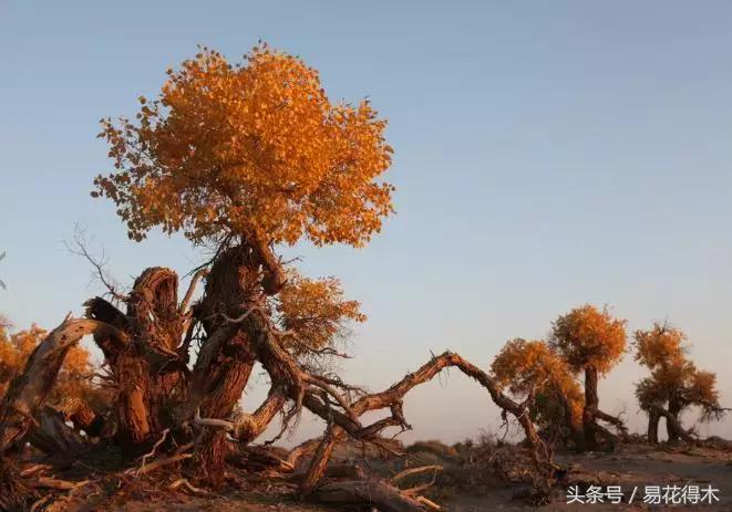 凉州词王之涣台词,王之涣凉州词简介