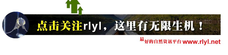 「鱼标本戏说非洲慈鲷」第一章：羽鳍类永恒的经典——蓝提