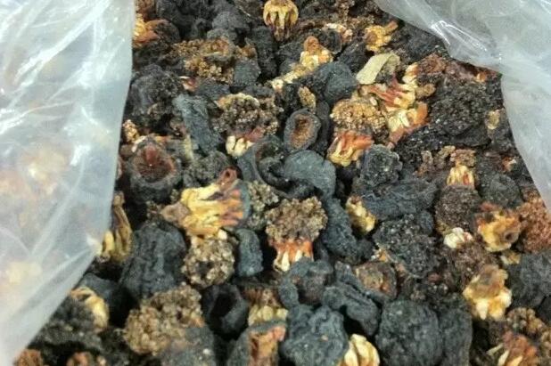 海参也有很多种,全世界所有可以吃的海参