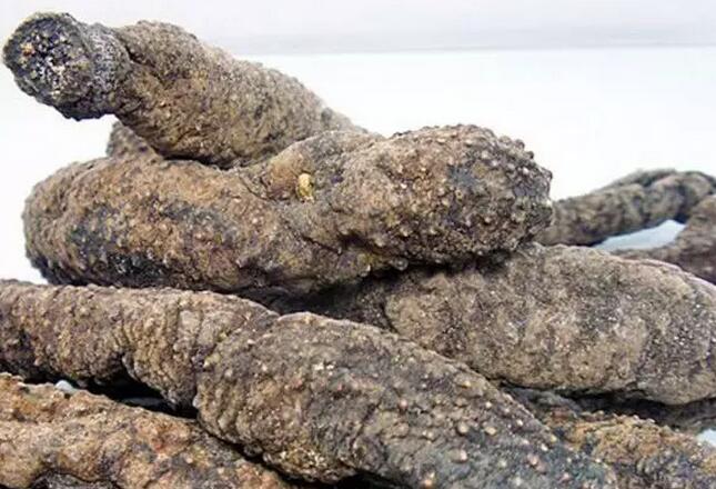 海参有上千种都是一样的吗,全世界海参有多少品种