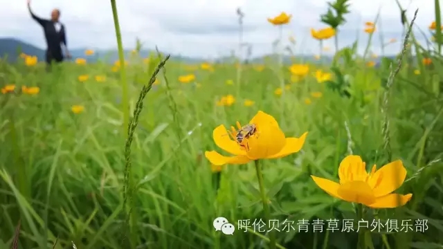呼伦贝尔自由行攻略,呼伦贝尔自由行