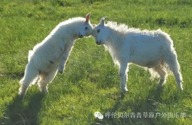 呼伦贝尔旅游自由行攻略,第一次呼伦贝尔自由行