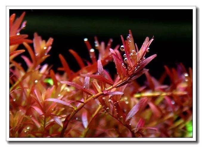 鱼缸水草种植新手入门教程,水族养殖小技巧