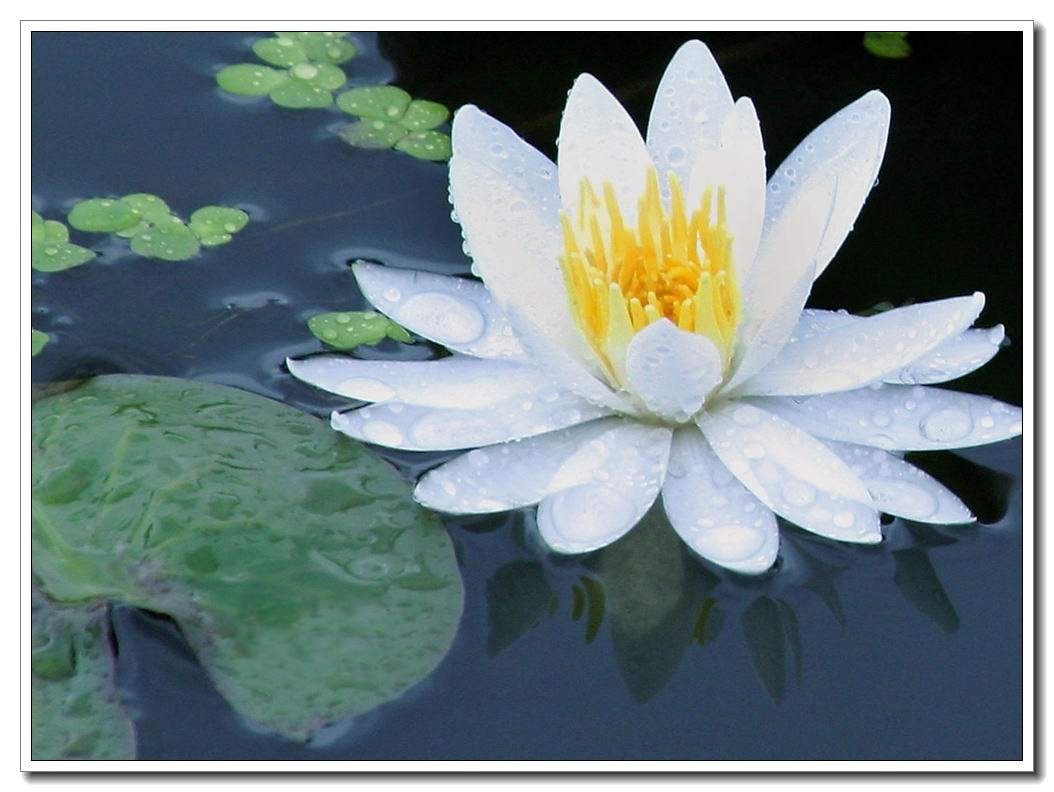 鱼缸水草种植新手入门教程,水族养殖小技巧