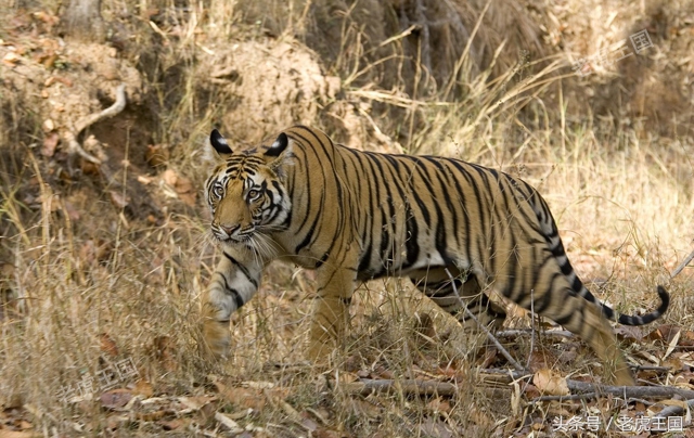 凡事留一手小说,凡事留一手出自哪一个电影