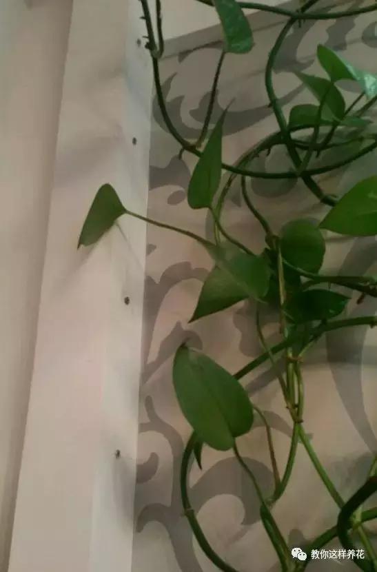 绿萝能用绳子捆上吗,绿萝扎根绳子的方法
