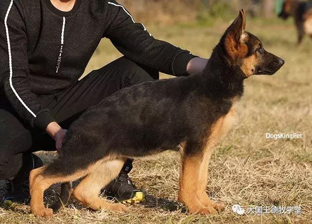 寰峰浗stg44绐佸嚮姝ユ灙,寰峰浗sg4椹厠