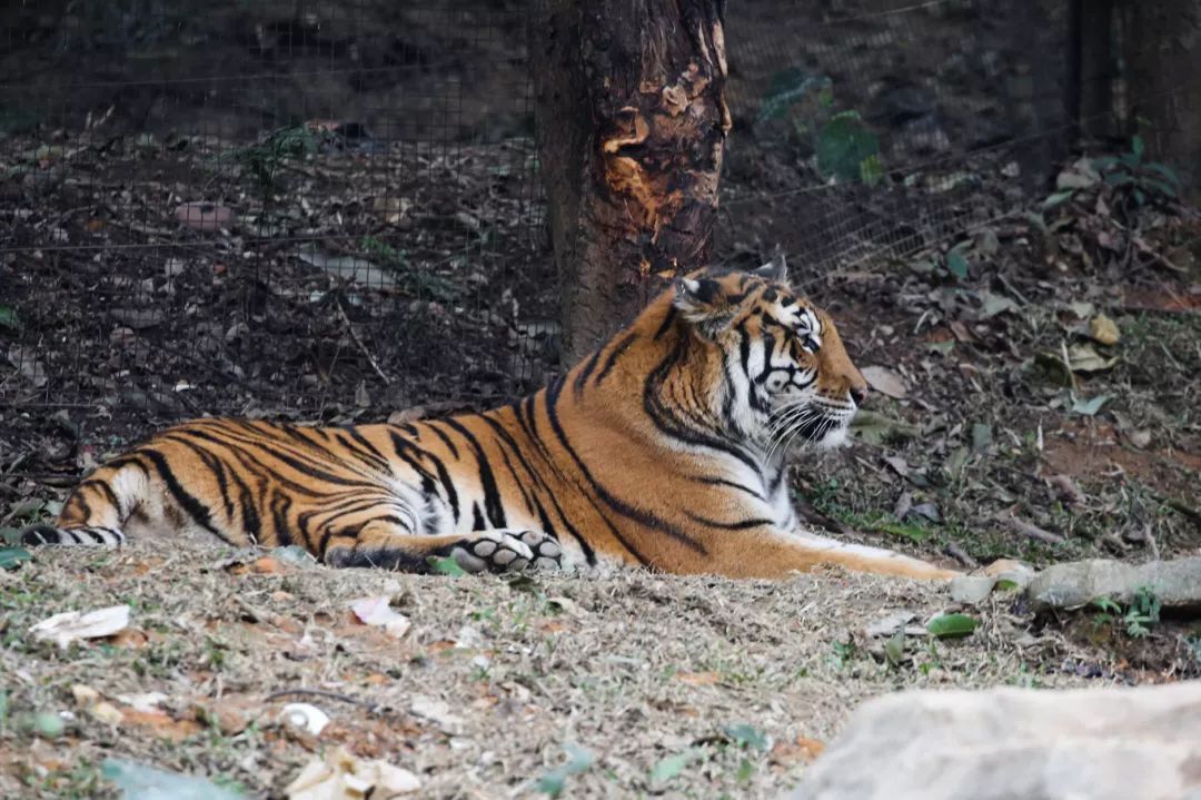 广州长隆野生动物园亲子跟拍,爸爸去哪儿广州长隆野生动物园