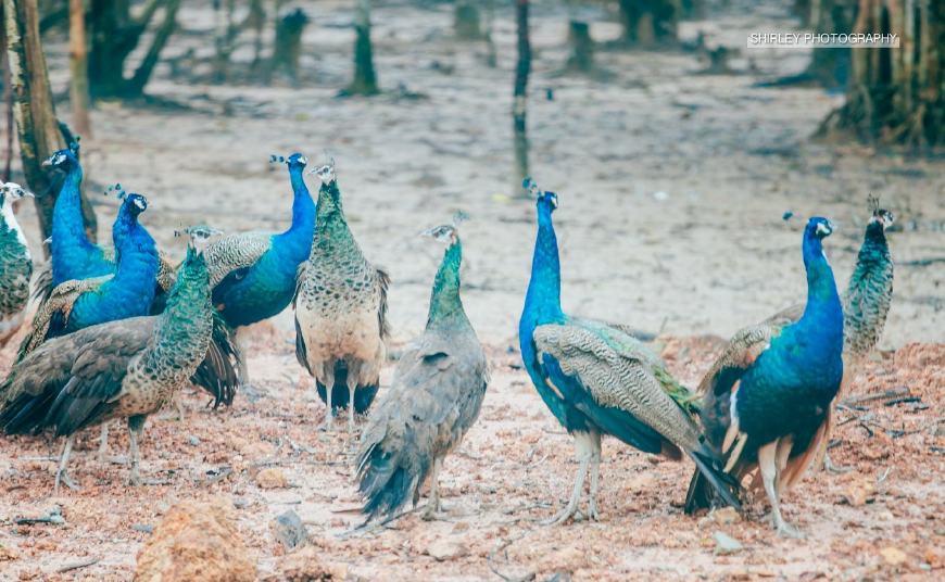 东南亚海岛奢华酒店,东南亚海岛度假酒店