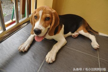 狗比格,比格狗长什么样子