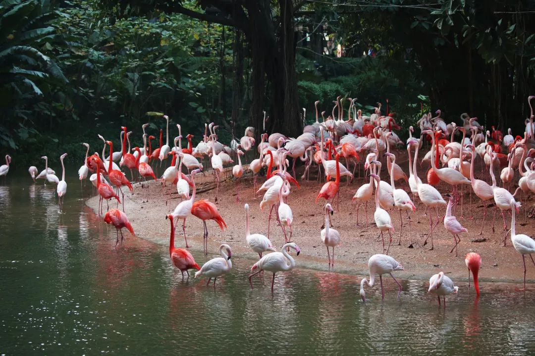 广州长隆野生动物园亲子跟拍,爸爸去哪儿广州长隆野生动物园