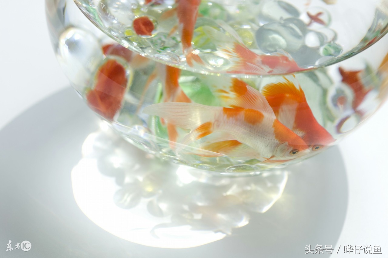 新手养鱼小缸用什么过滤最实惠,小鱼缸没有过滤器适合养什么