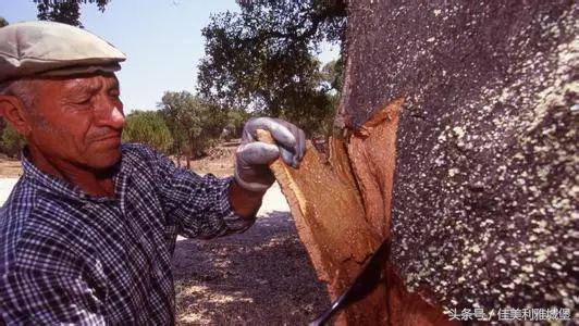 橡木塞小技巧,橡木塞的秘密