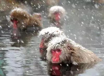 春节去哪里玩最热,春节去哪儿度假最暖和