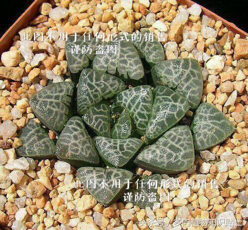 十二卷寿多肉养殖方法,十二卷寿的品种图鉴