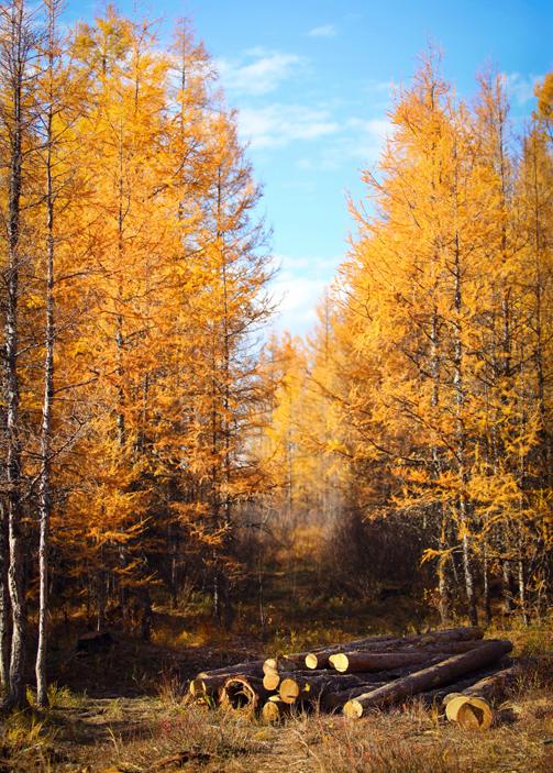 根河有什么特别的地方,中国冷得出名的根河