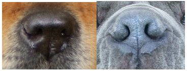 不可不知！狗的毛色和色素问题