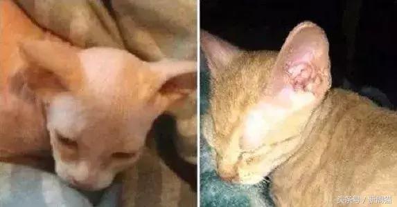 网上买的猫靠不靠谱,买猫最好到宠物店买还是到网上买