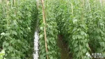 高州各镇历史来历,高州市有多少个镇街