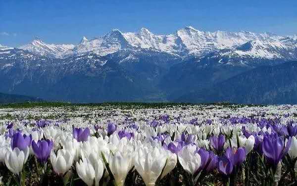 藏红花中医,藏红花吃了效果很不错