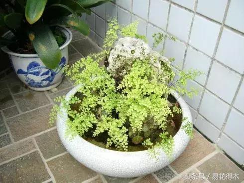 细叶铁线蕨介绍,少女发丝