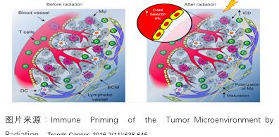 肿瘤放疗与免疫治疗笔记,放疗配合化疗和免疫疗法