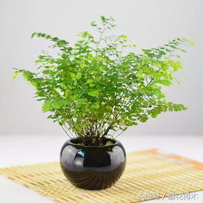 细叶铁线蕨介绍,少女发丝