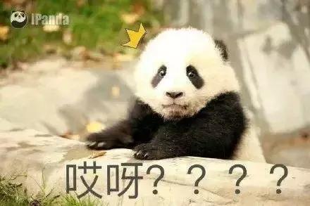 我国国宝大熊猫被外国租借有多难,日本大熊猫悲惨生活