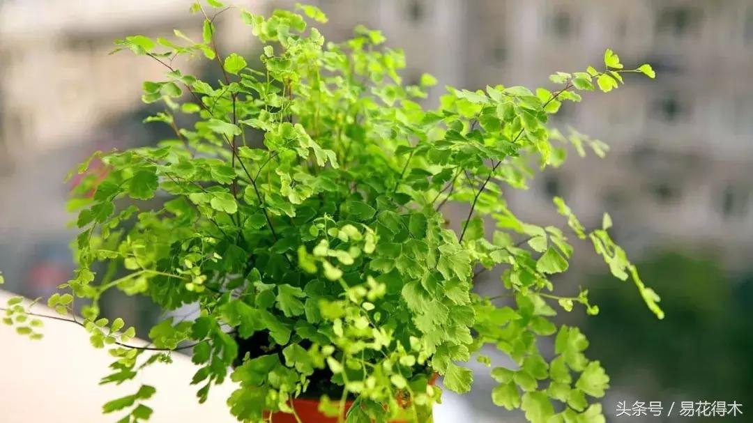 细叶铁线蕨介绍,少女发丝
