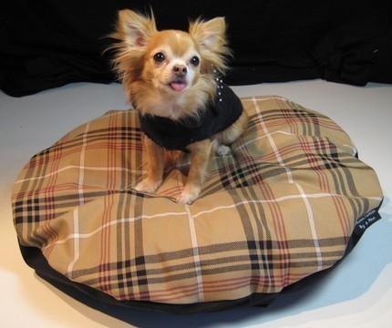 人不如狗系列：住着LV的狗袋，玩着八万元的宠物玩具