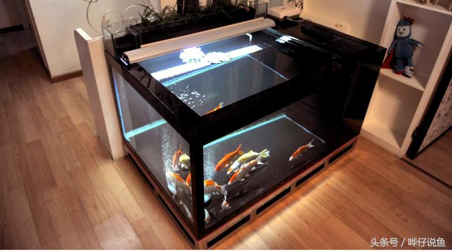 招财养哪种锦鲤最好呢,养锦鲤几条最好旺财