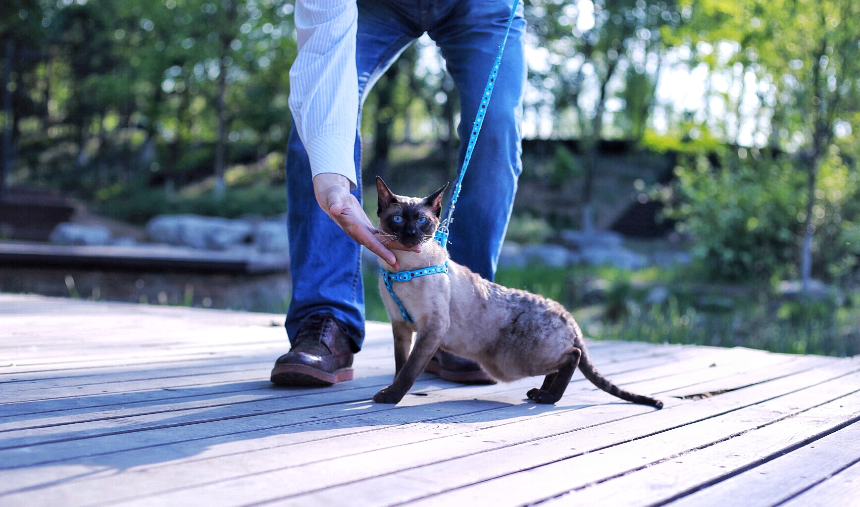 Cats愛初心Bengal家，独一无二卷毛暹罗猫