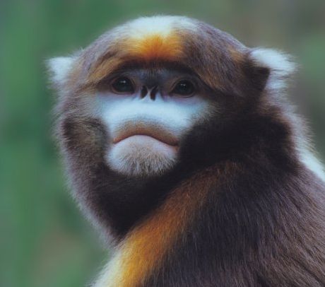 每只黔猴都需要一包“去污粉”