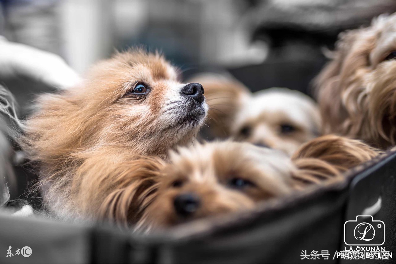 如果养狗一年能花多少钱,如果养狗你会选哪一只