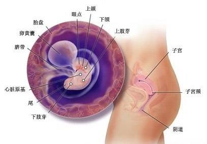 怀孕最详细讲解,怀孕注意事项大全1-40周孕妇手册