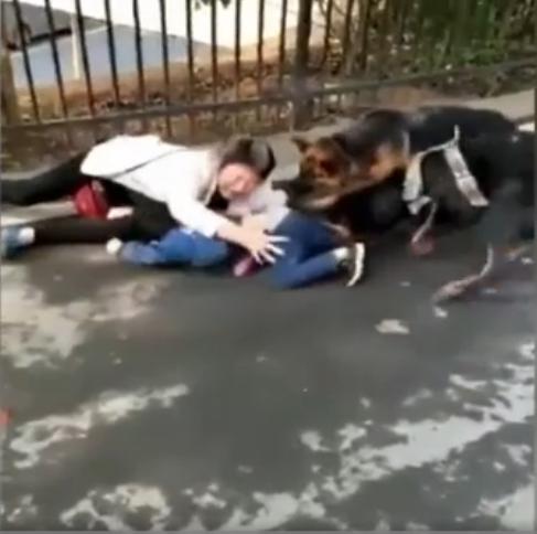 男童遭2恶犬轮番撕咬全身40处受伤,孩子被恶犬撕咬惨遭身亡