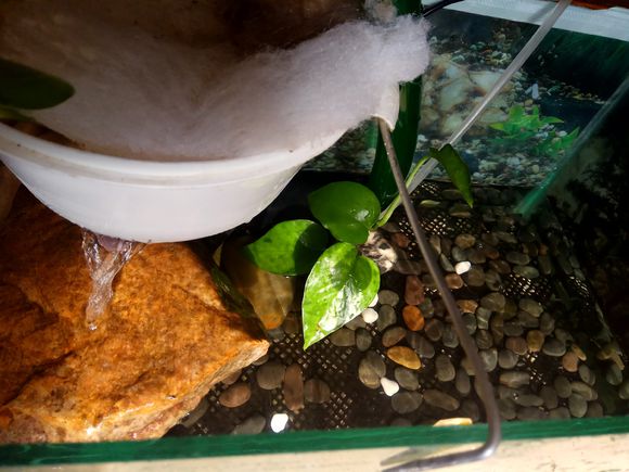 缸小养龟怎么造景,养龟小缸造景图片