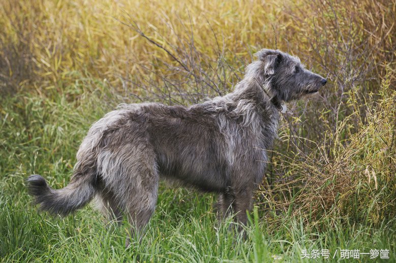 最聪明的中小型狗狗品种排行,攻击性最强的狗狗品种排名