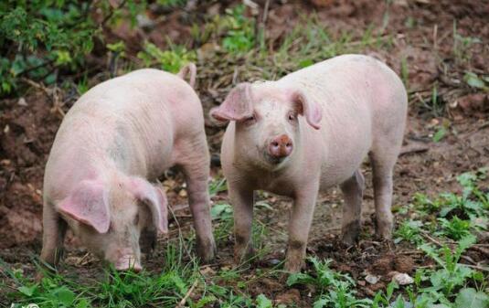 养猪喂饲料加蔬菜,养猪给猪吃面