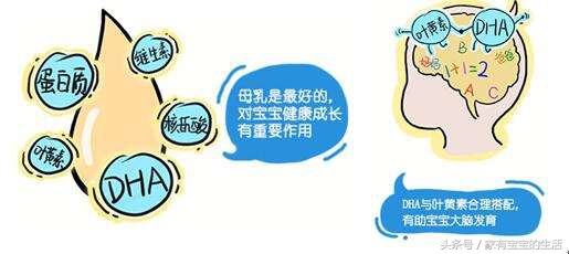 dha很重要但你真的知道该怎么补吗,dha补还是不补怎样补充最有效