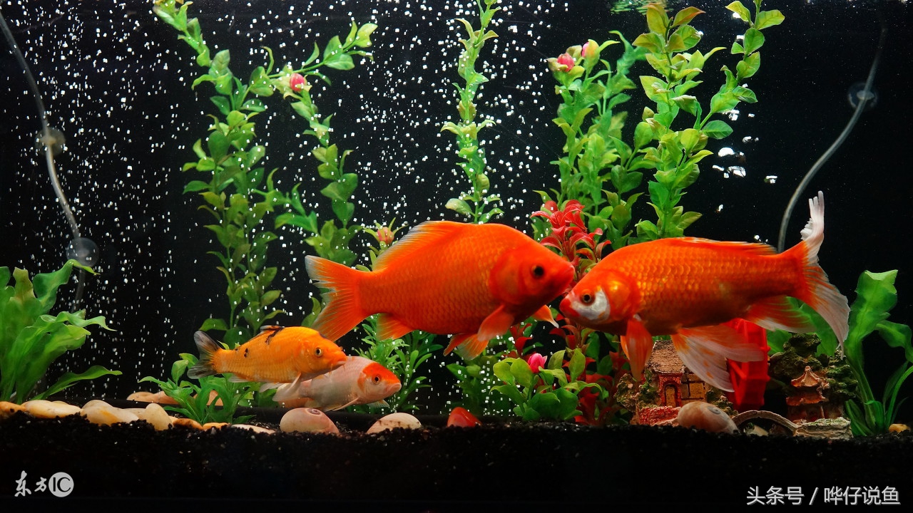 哪种观赏鱼比较好养又好看,哪种观赏鱼最好养又好看