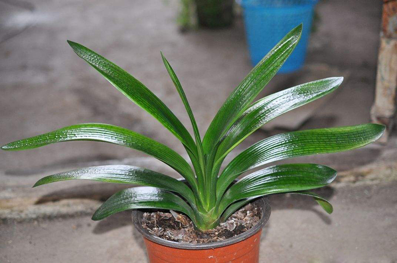 君子兰的叶片长得怎么样是正常,君子兰什么样的叶子开花好看