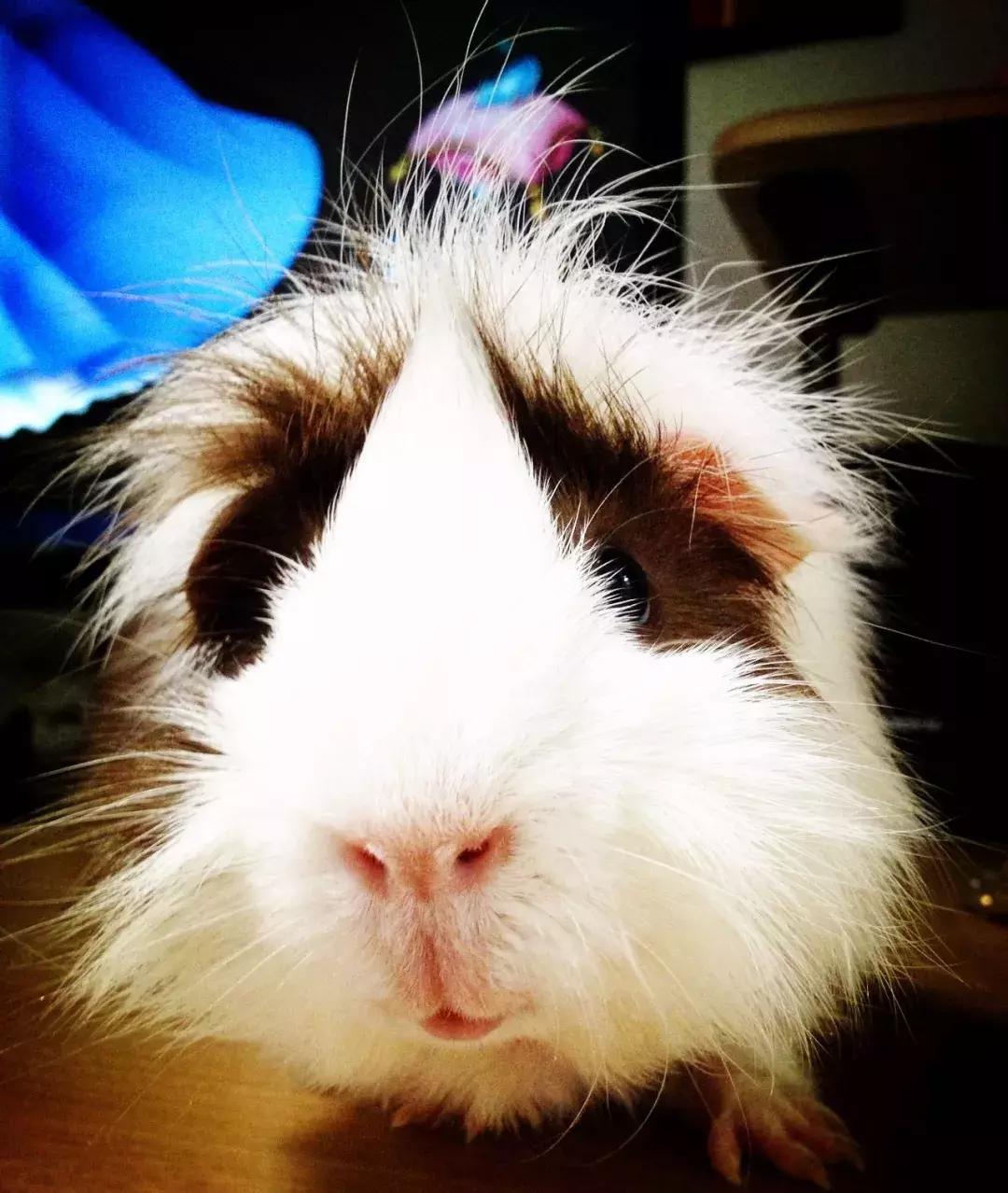 荷兰猪的牙有几个,荷兰猪的牙齿啥颜色