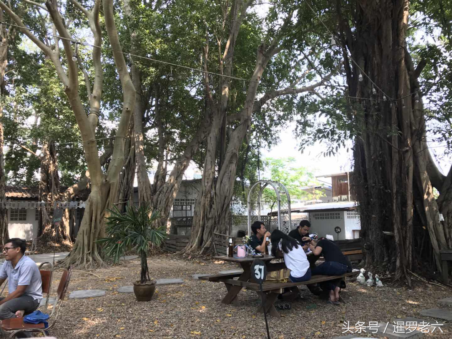 古树丛下享受下午茶时光！柠檬配薄荷混苹果汁加苏打，您猜啥味？