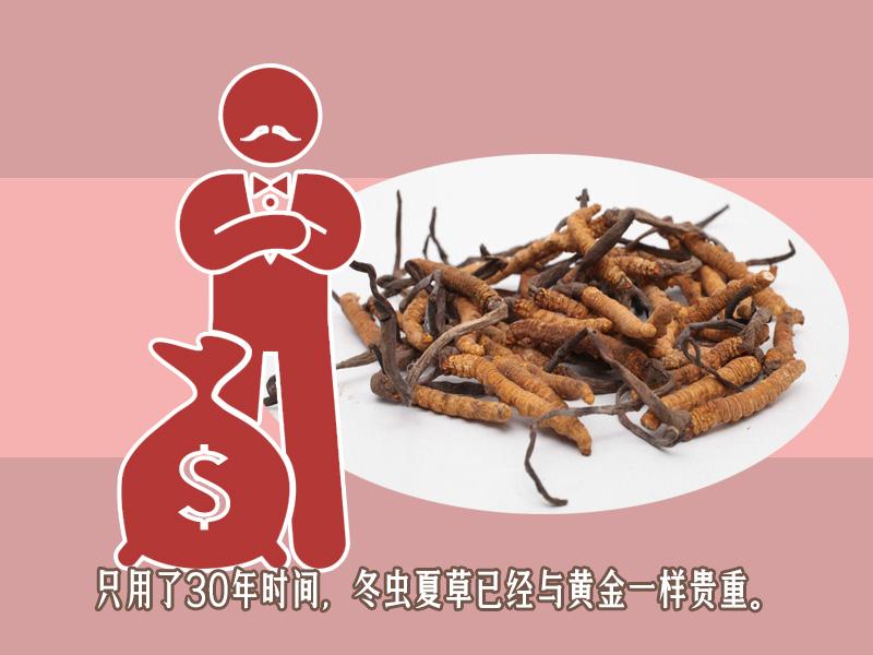 冬虫夏草为什么比黄金贵 (冬虫夏草为什么那么贵像黄金一样)