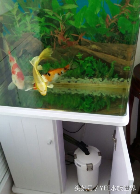 上过滤小鱼缸改造,小鱼缸怎么加装过滤器