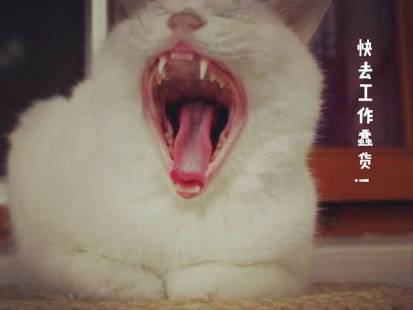 沉浸式养猫体验,养猫是一种什么体验