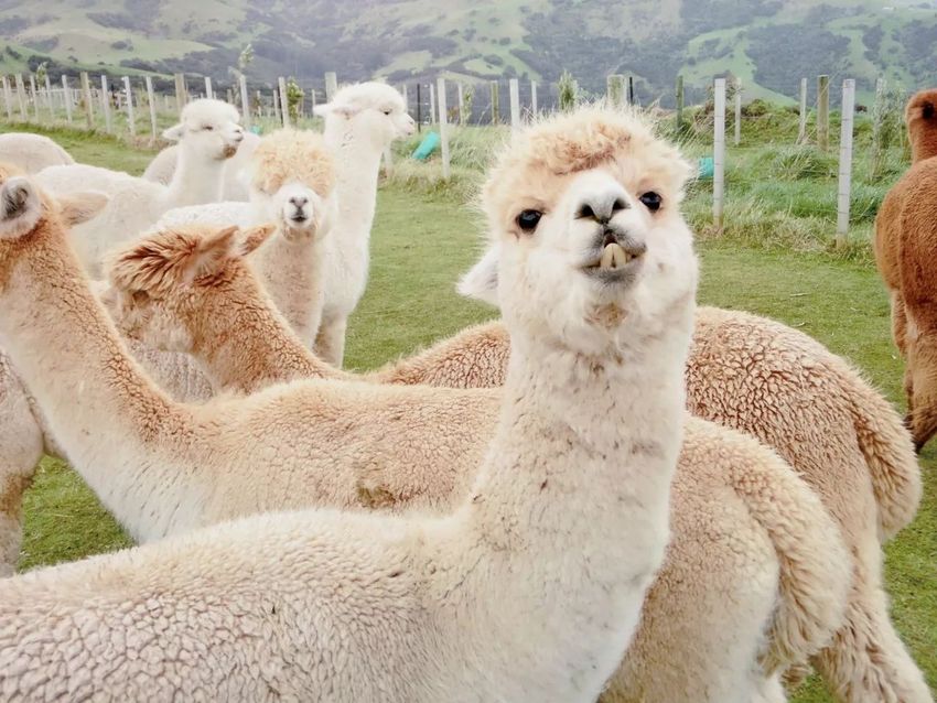 星球·探索｜日本十大萌宠大放送